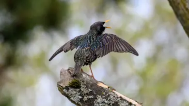The Norfolk Starling Perched On A Branch