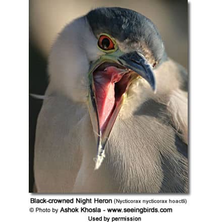 North American Night Heron (Nycticorax nycticorax hoactli)