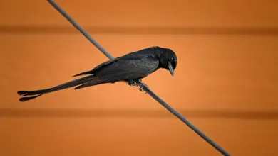 The Northern Black Flycatcher Perch on Wire