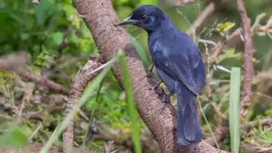 Northern Black Flycatchers