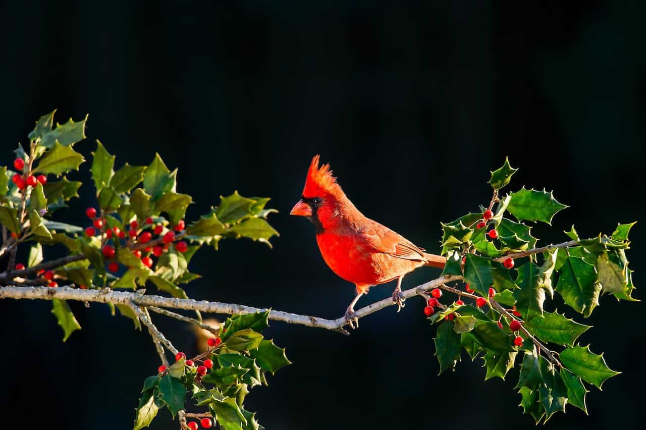 A Bright Red Northern Cardinal Perched On A Branch Of Holly With Red Berries