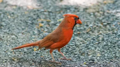 Northern Cardinals On The Ground Searching For Prey