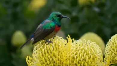 The Northern Double-collared Sunbirds Perched In A Flower