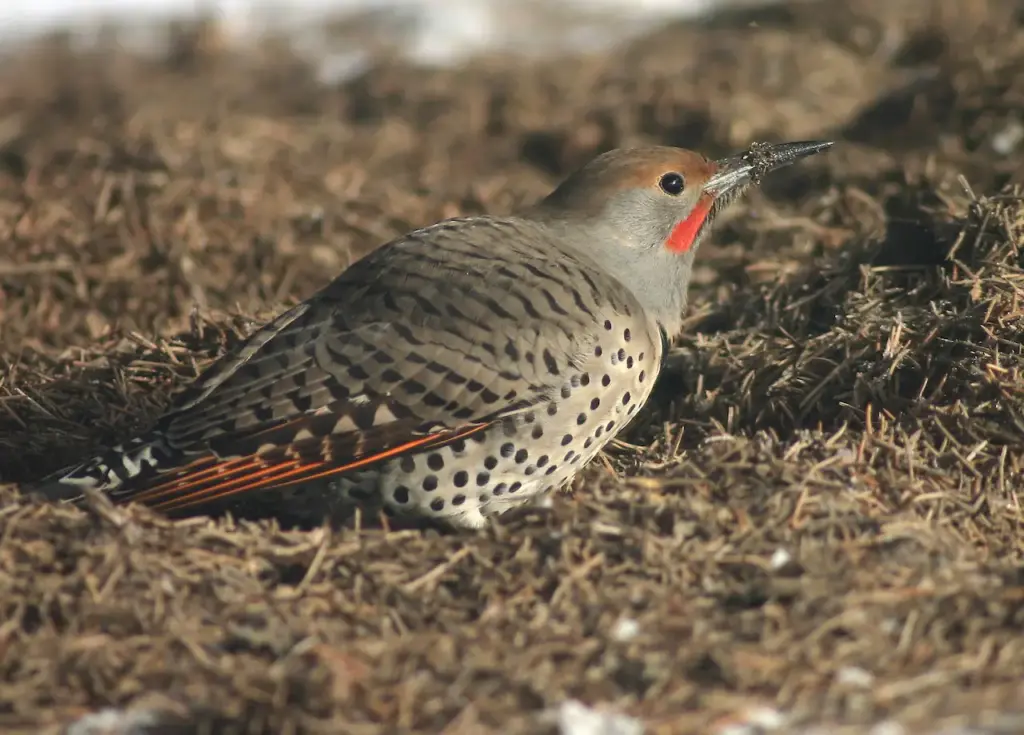 Northern Flickers Feeding On The Ground