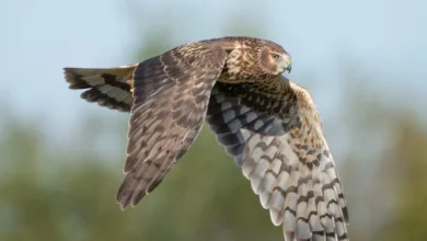 Northern Harriers
