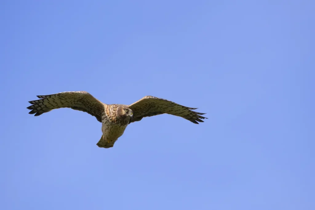 Northern Harriers Image 