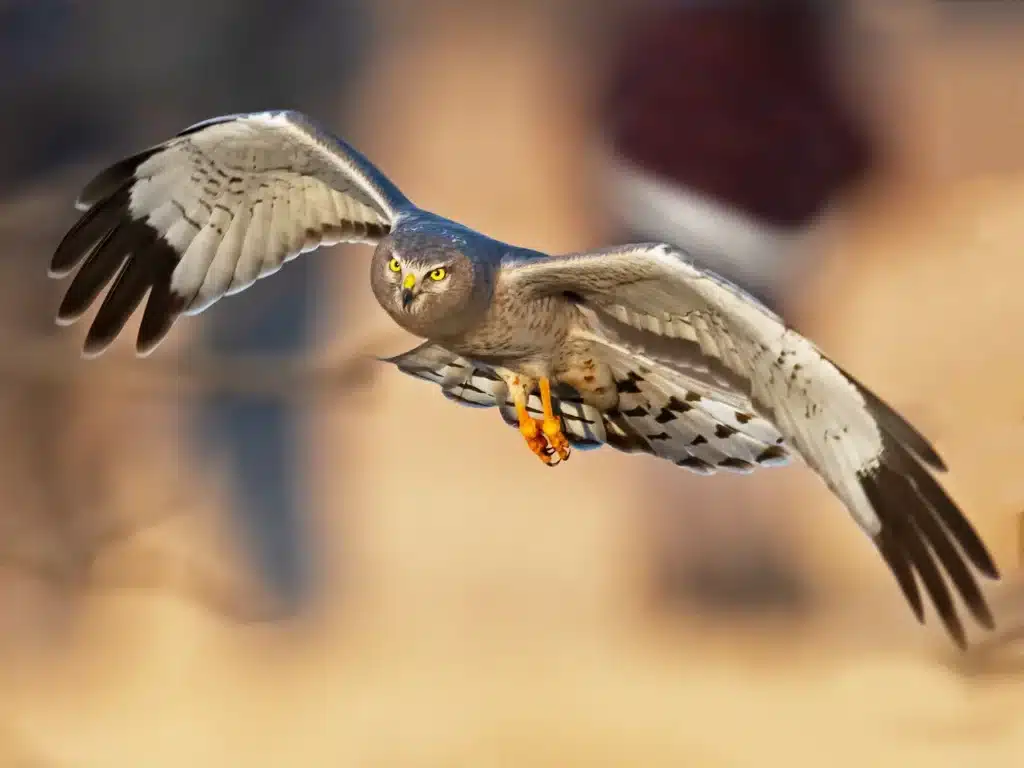 Northern Harriers is on Flight