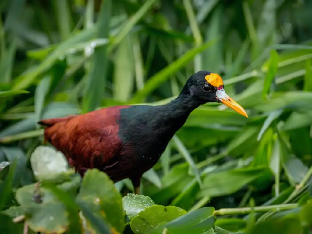 The Northern Jacana Searching For Prey In The Grass