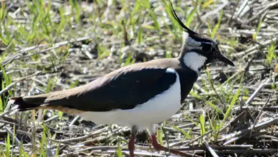 A Northern Lapwings Also Known As Peewit, Searching For Food In The Fields.