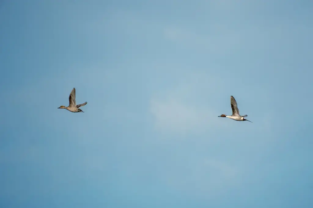 The Northern Pintail is Flying