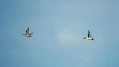 The Northern Pintail is Flying