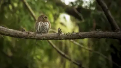 Northern Pygmy Owls Perched on a Tree Branch