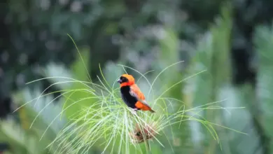 A Northern Red Bishop Sitting On Top Of The Plant