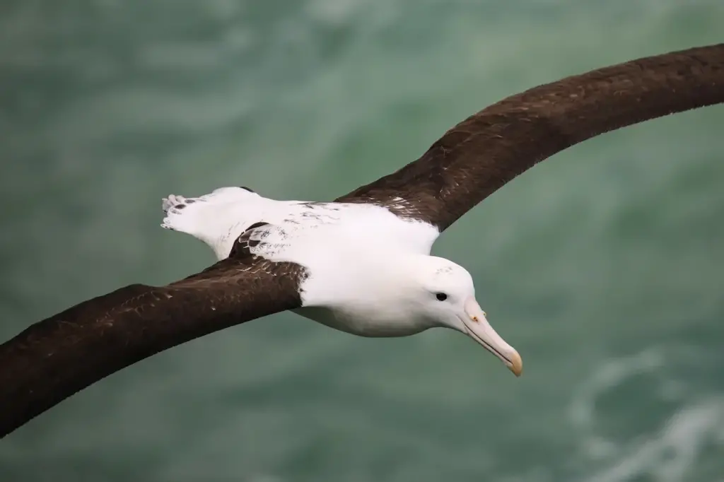 Northern Royal Albatross Close Up Flying