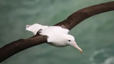 Northern Royal Albatross Close Up Flying