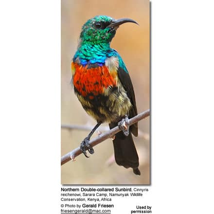 Northern Double-collared Sunbird, Cinnyris reichenowi, Sarara Camp, Namunyak Wildlife Conservation, Kenya, Africa