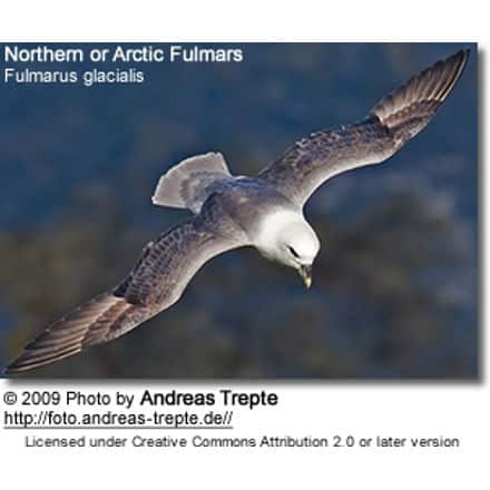 NorthernFulmar (1)