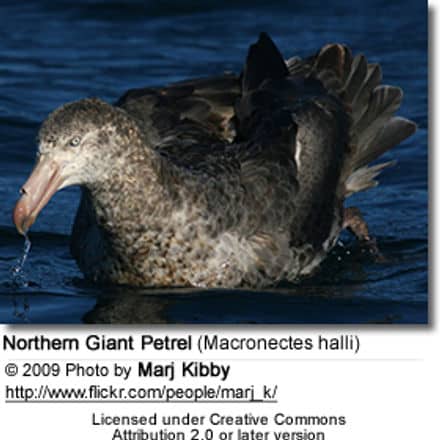 Northern Giant Petrel (Macronectes halli), also known as the Hall's Giant Petrel