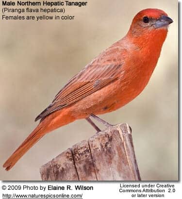 Northern Hepatic Tanager