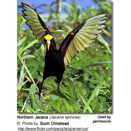 Northern Jacana (Jacana spinosa) 