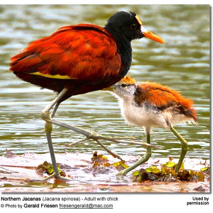 Northern Jacanas (Jacana spinosa) - Adult with chick