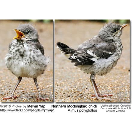 Northern Mockingbird chick - front and side