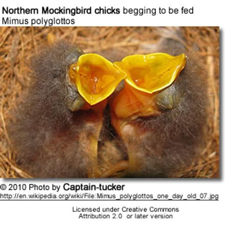 Northern Mockingbird chicks begging to be fed