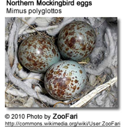 Northern Mockingbird eggs