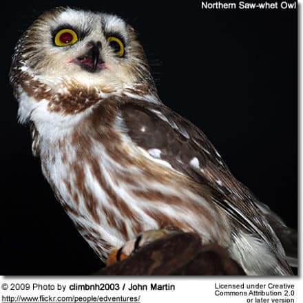 A close-up of a Northern Saw-whet Owl perched on what appears to be a branch. The owl's bright yellow eyes and intricate feather patterns are prominent. The background is dark, highlighting the Northern Saw-whet Owl. Text on the image credits the photo to John Martin under a Creative Commons license.