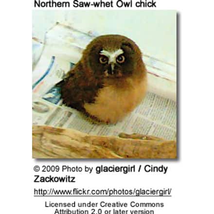 Northern Saw-whet Owl chick
