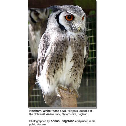 Northern White-faced Owl