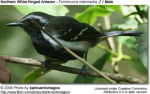 Northern White-fringed Antwren] (Formicivora intermedia) (♂) - Male