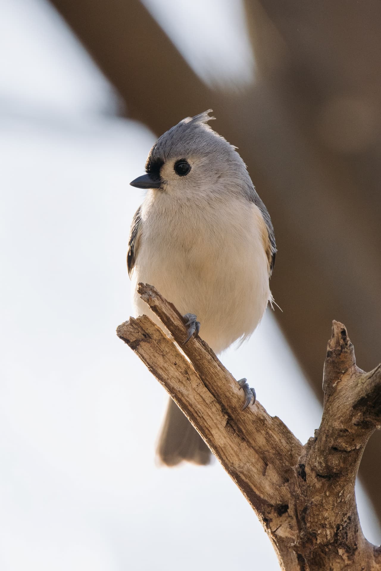 The Oak Titmouse Perched On The Thorn Of A Wood