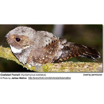 Ocellated Poorwill (Nyctiphrynus ocellatus) /