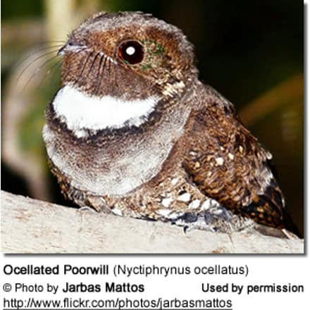 Ocellated Poorwill (Nyctiphrynus ocellatus)