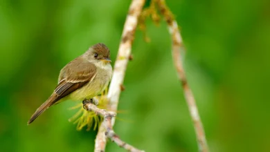 Ochre-bellied Flycatchers
