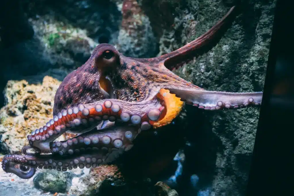 Octopus in the Under the Sea 