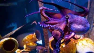 Octopuses Geniuses of the Invertebrate World