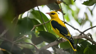 An Old World Oriole perched on a tree branch alone.