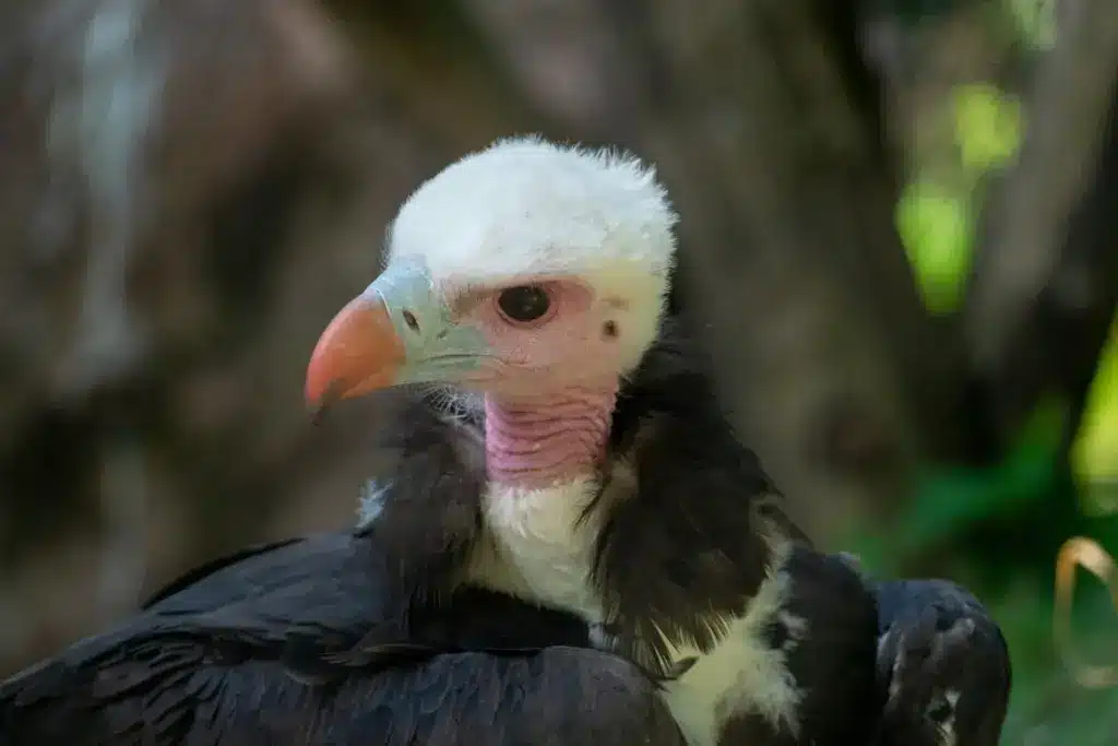 A Close Up Of Old World Vulture
