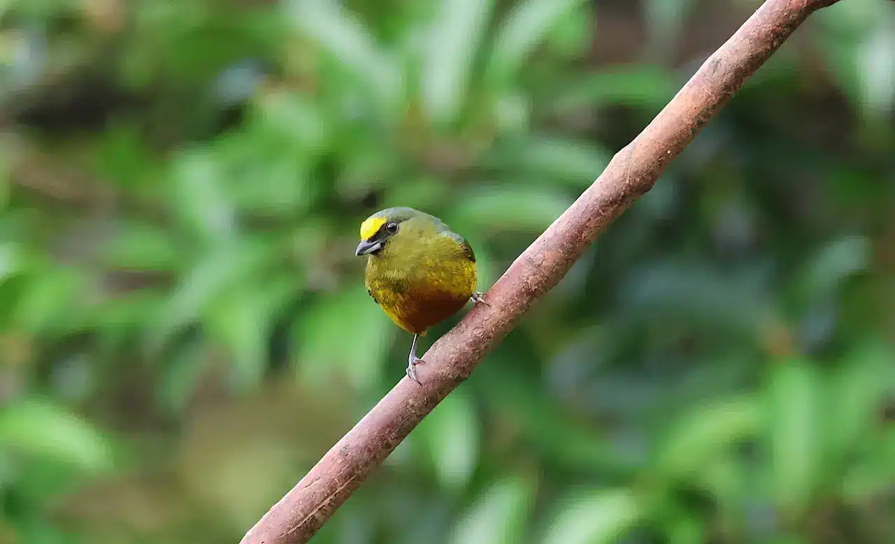 The Olive-backed Perched In The Branch Of A Tree