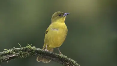 Olive-green Tanagers Perched on a Tree Branch