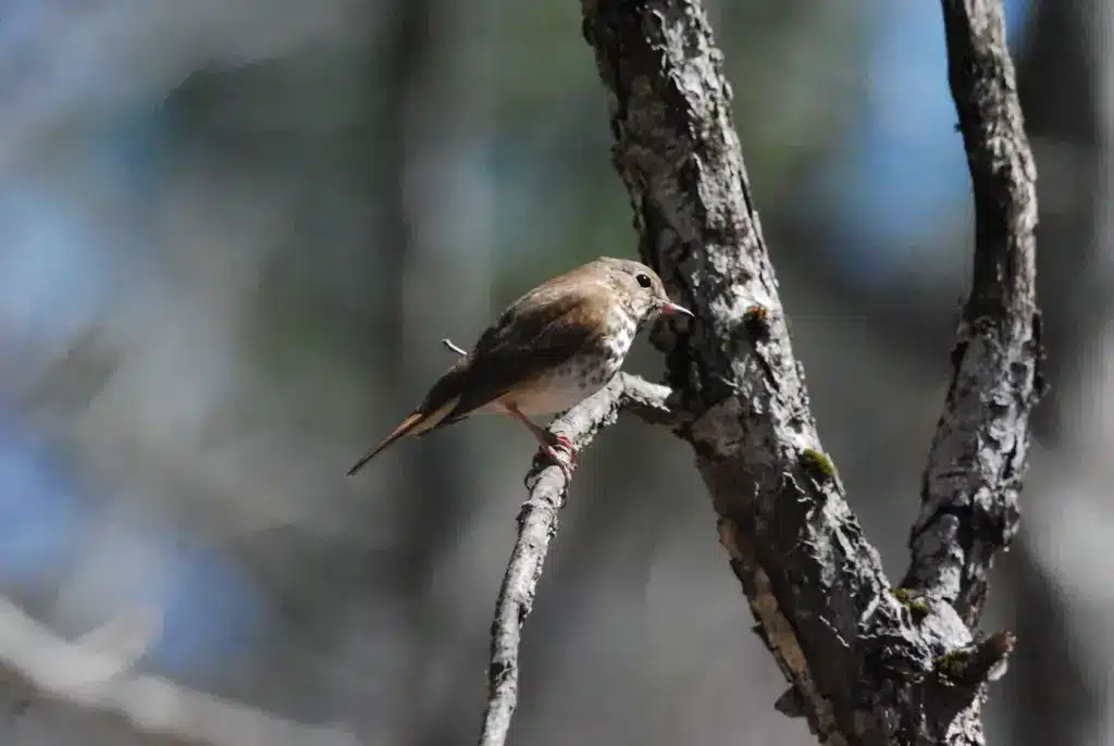 The Olive-sided Flycatcher In Tree