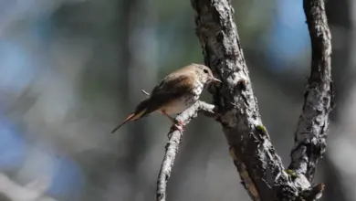 The Olive-sided Flycatcher In Tree