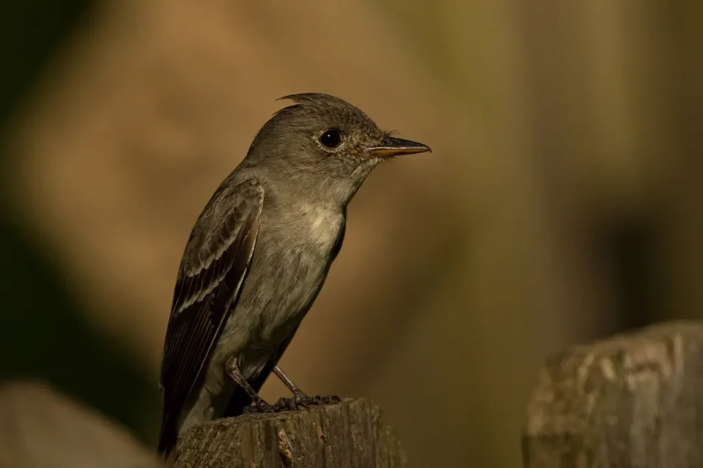 Olive-sided Flycatchers 