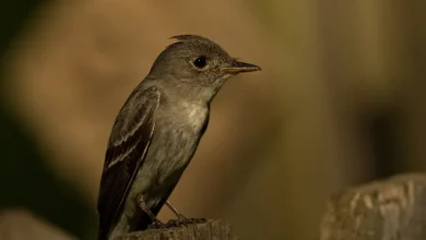 Olive-sided Flycatchers