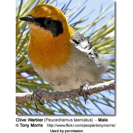 Olive Warbler (Peucedramus taeniatus) - Male