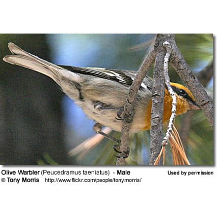 Olive Warbler (Peucedramus taeniatus) - Male