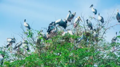 The Openbill Storks Together on the large Tree