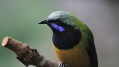 Orange-Bellied Leafbirds